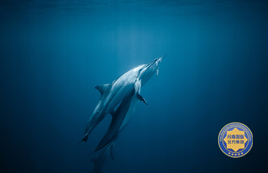 丹青北方企业管理集团有限公司